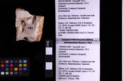 Foto (Objekt + Etiketten) von Gastrosacus eminens (Blaschke, 1911) (NHMW-GEO-1990-0041-0487)